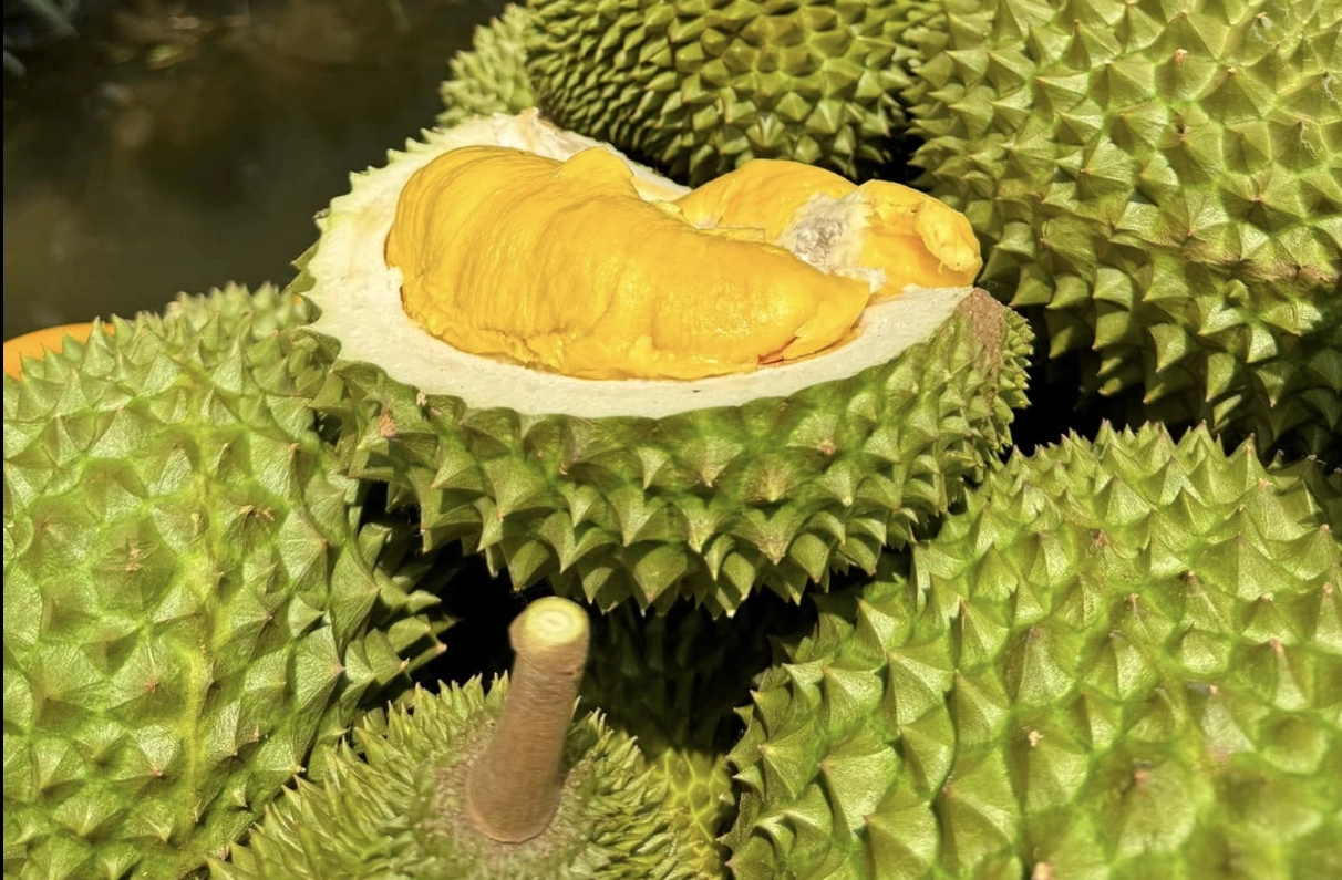 Screen Shot 2025 05 20 at 10 2 9431 7868 1747746670 Durians dans les vergers du delta du Mékong