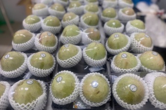 Đóng gói vú sữa