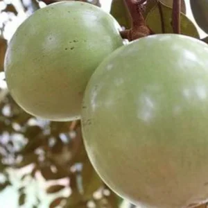 Trái vú sữa