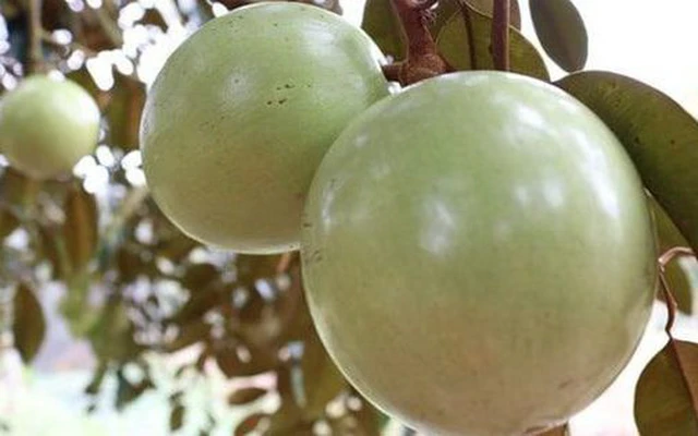 Trái vú sữa