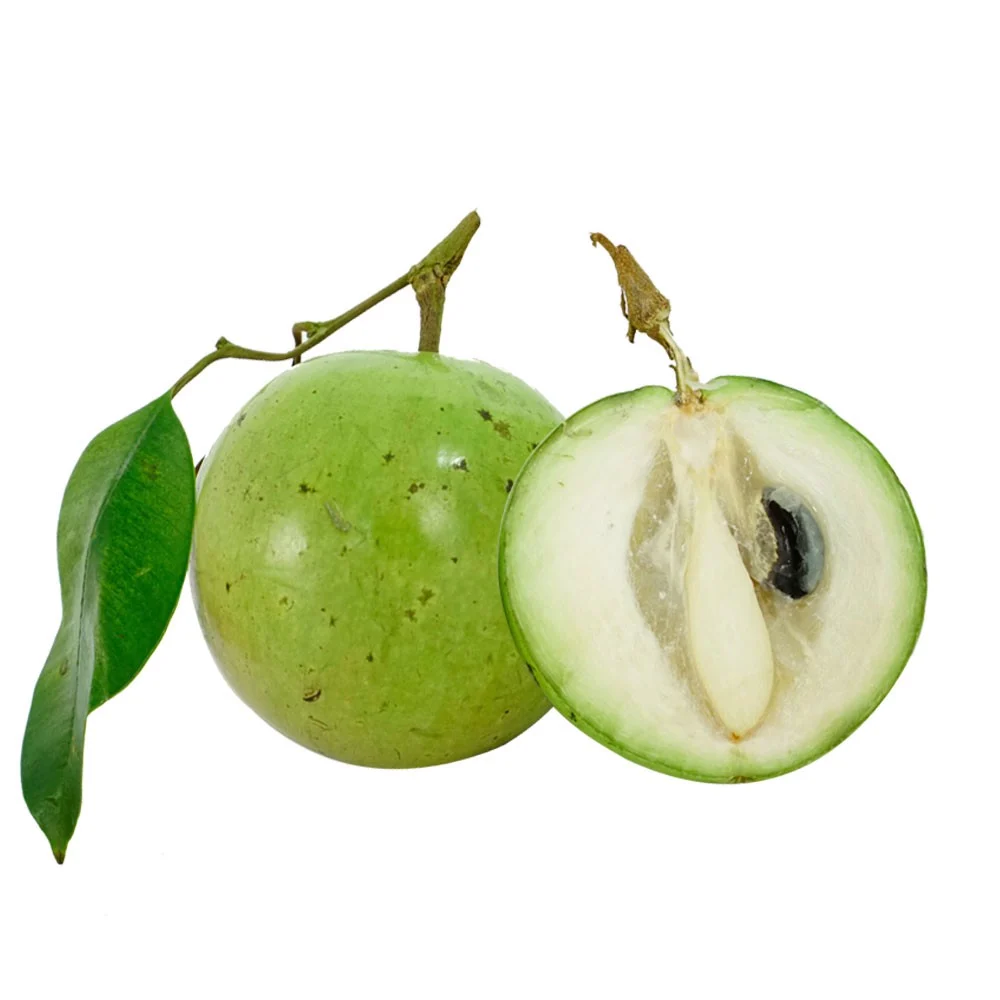 Vú sữa tươi tại Vnxanh