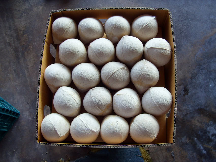 xuat khau dua tuoi