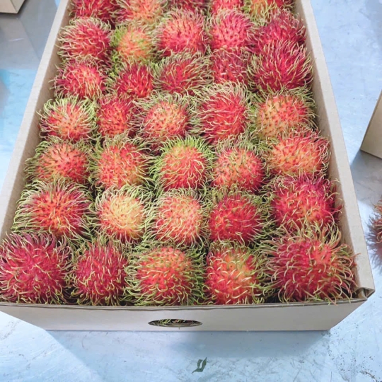 CHÔM CHÔM - Ảnh 2